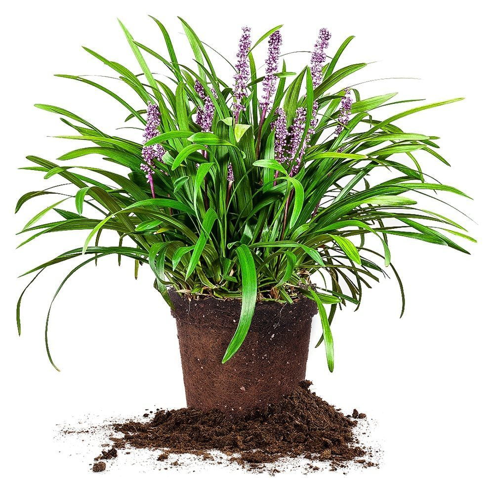 1 Gal. Royal Purple Liriope - Monkey Grass - Ornamental Groundcover - Drought Tolerant