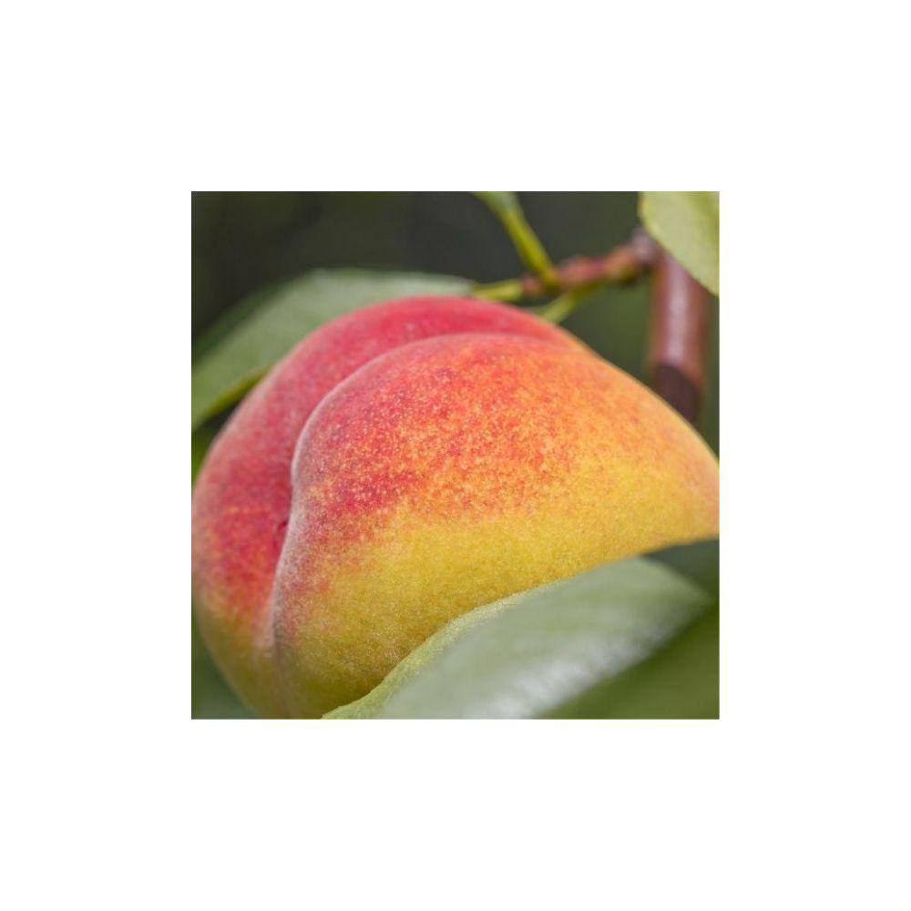 7 Gal. Sentinel Peach Tree PCHSEN07G