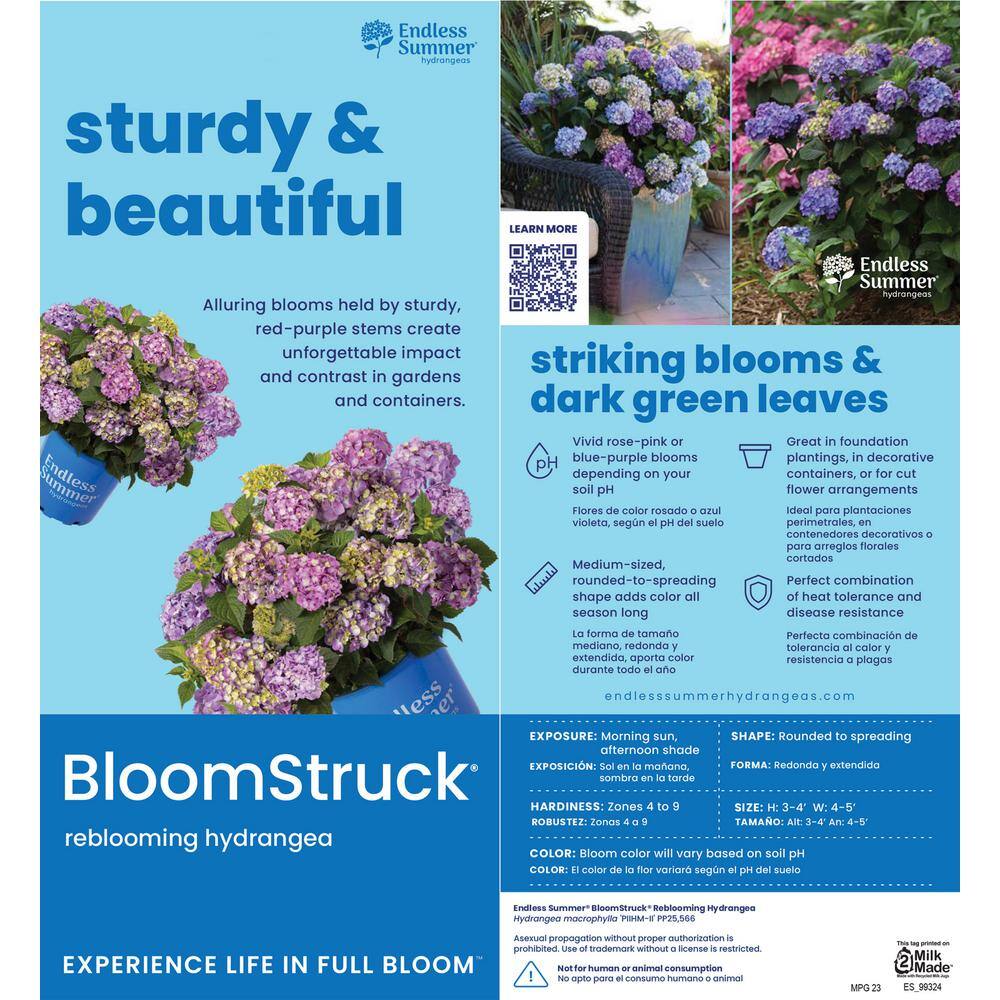 Endless Summer 3 Gal. BloomStruck Reblooming Hydrangea Flowering Shrub Blue or Purple Flowers HYDGA3MBS1PK