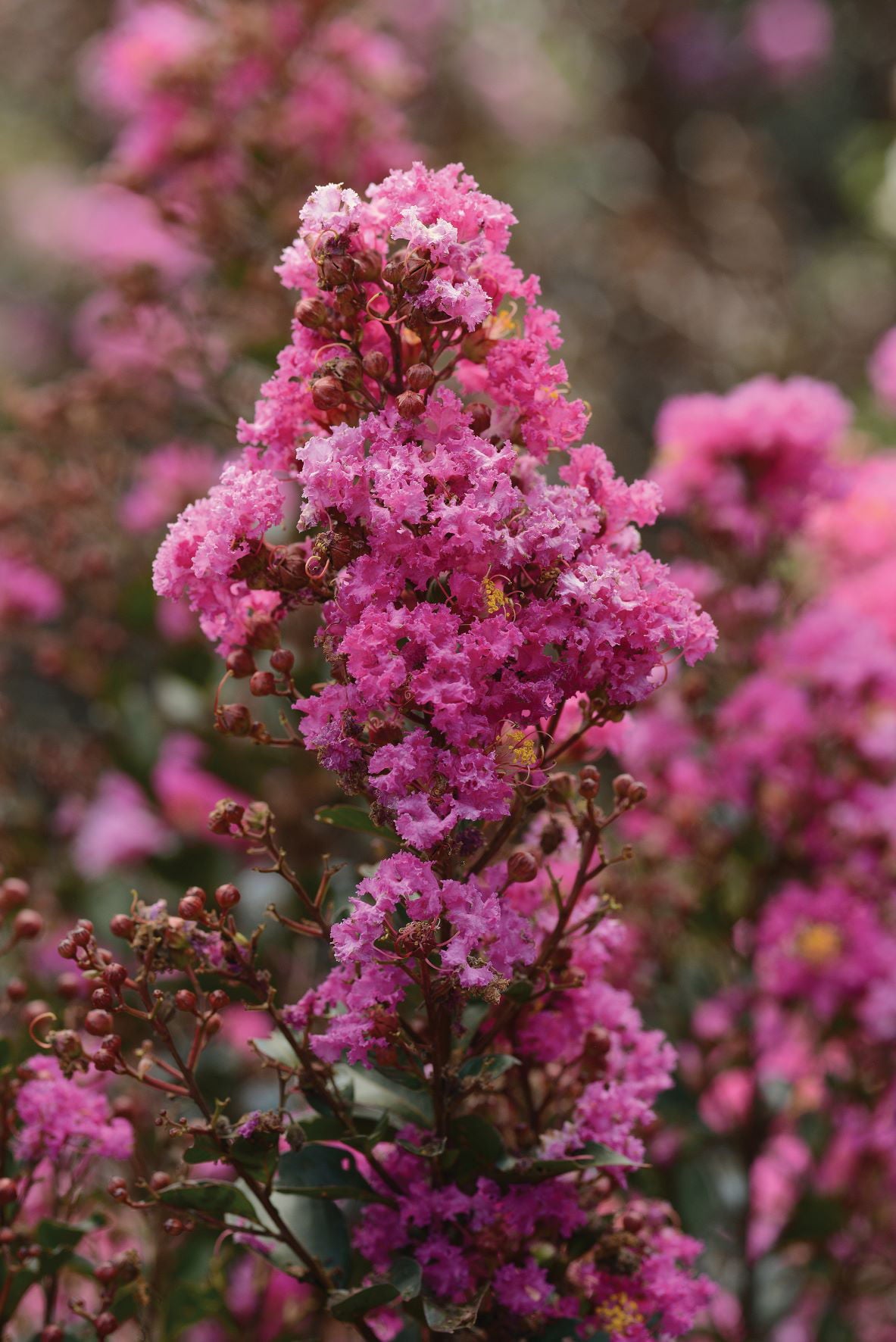 Bloomables® 2.25 gal Crape Myrtle Enduring Lavender - Lavender Blooms - Live Plant - 1 Piece