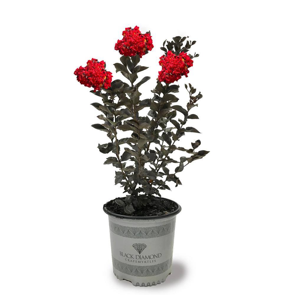 3 Gal. Crimson Red Black Diamond Crape Myrtle Tree CRMBCR03GX