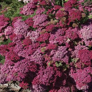 Vigoro 2 QT Achillea Yarrow 'Milly Rock Rose' Pink Perennial Plant 1004623215