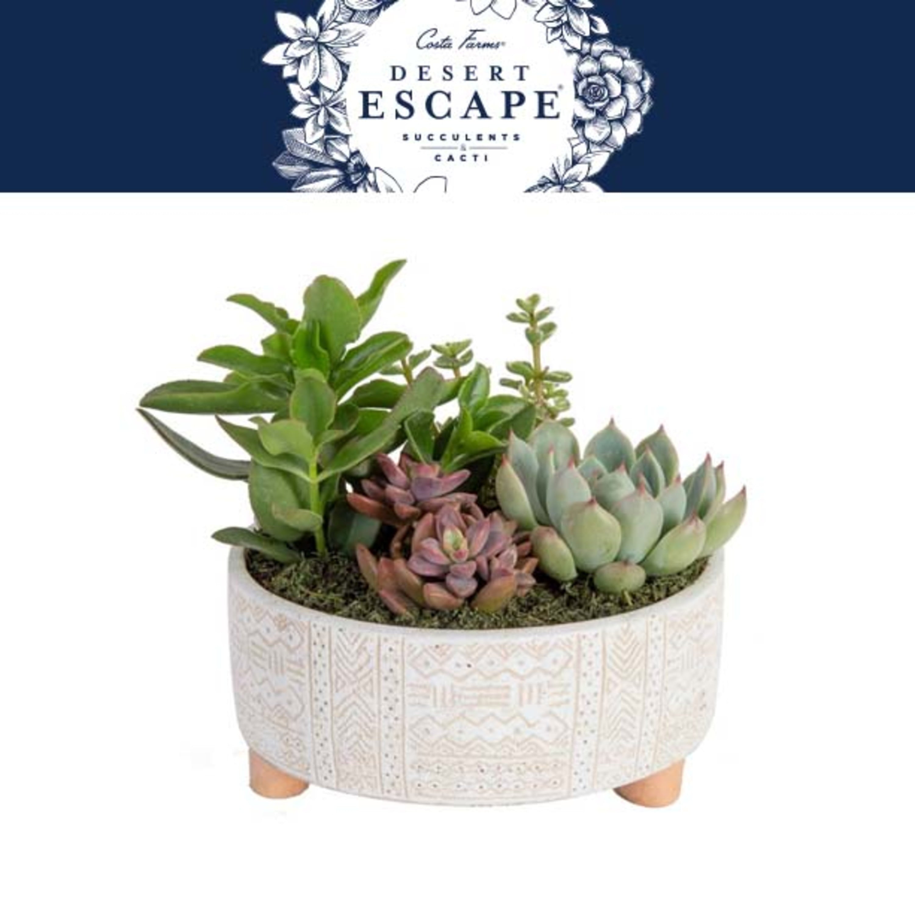 Desert Escape Live Indoor 20in. Tall Assorted Succulent Garden; Bright， Direct Sunlight Plant in 8in. Ceramic Planter