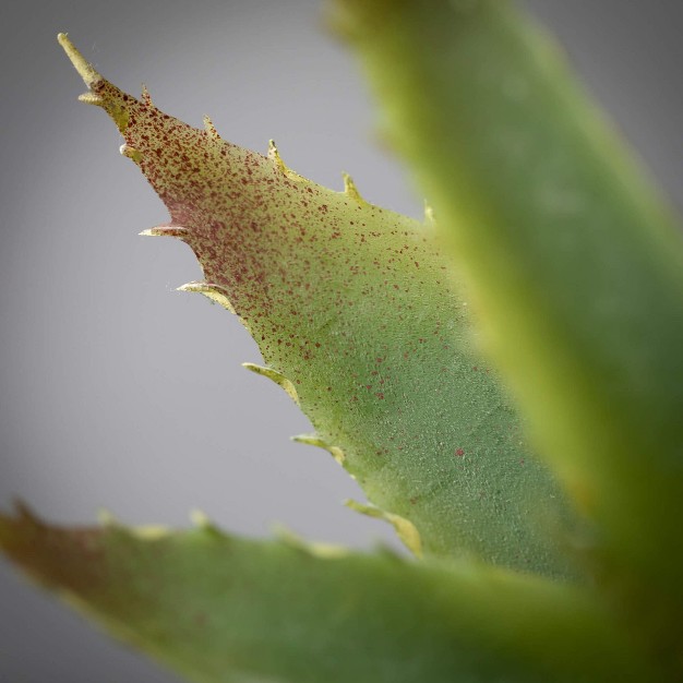 Artificial Agave Succulent Pick