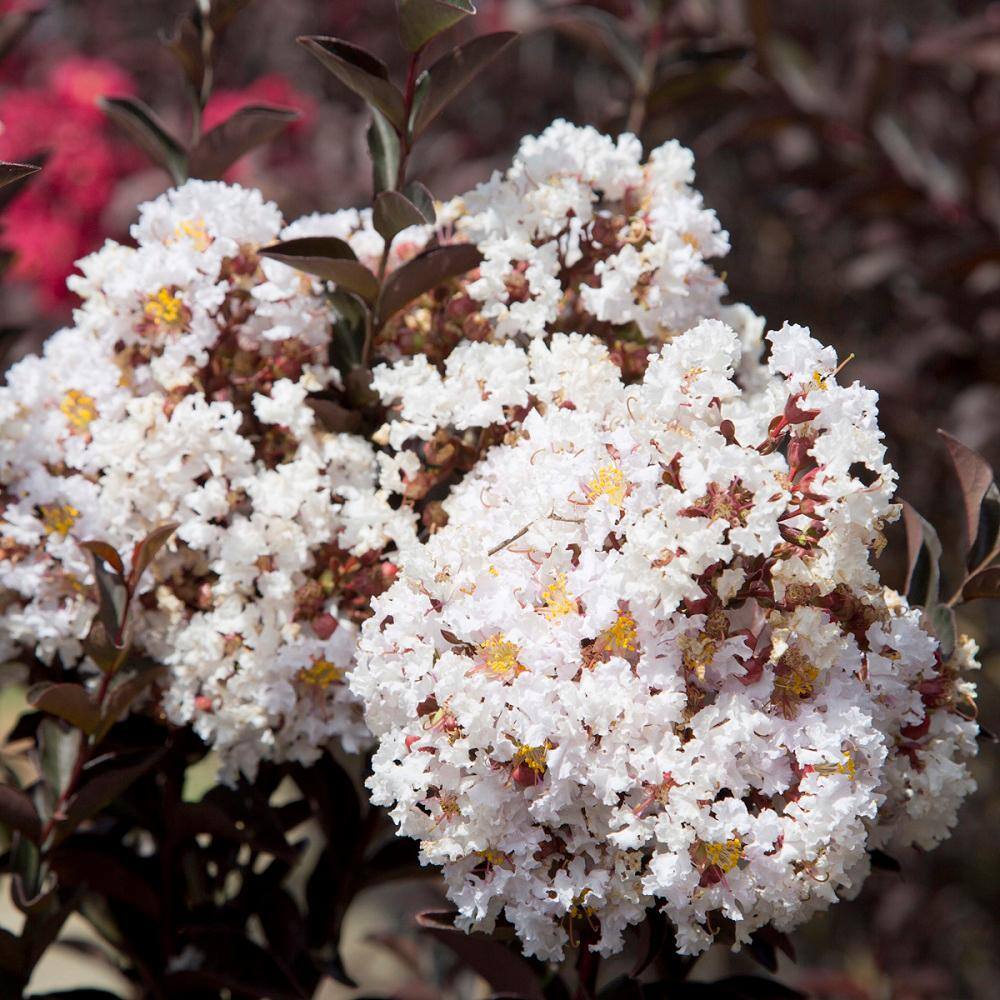 SOUTHERN LIVING 2 Gal. Delta Moonlight Crape Myrtle Live Deciduous ShrubTree Burgundy Foliage  White Blooming 37742