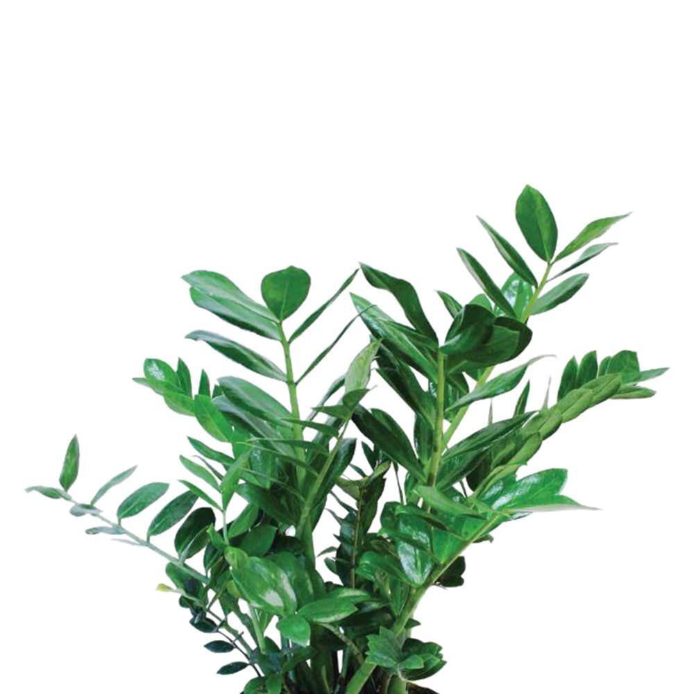 Vigoro Zamioculcas Zamiifolia ZZ Indoor Plant in 6 in. White Ribbed Plastic Décor Planter Avg Shipping Height 1-2 ft. (2-Pack) CO.ZZ.VI.WH