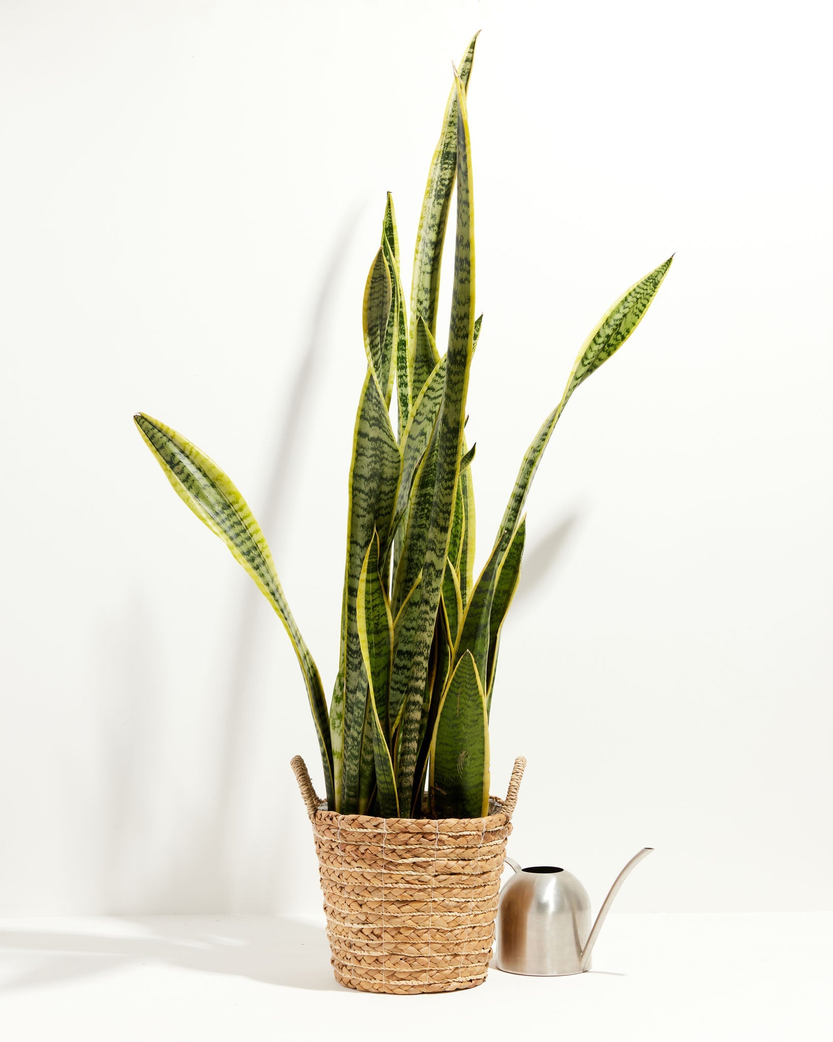 Variegated Laurentii Snake Plant