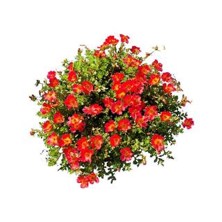 Vigoro 1.8 Gal. Purslane Plant Red Flowers in 11 In. Hanging Basket DC11HBPURSRED