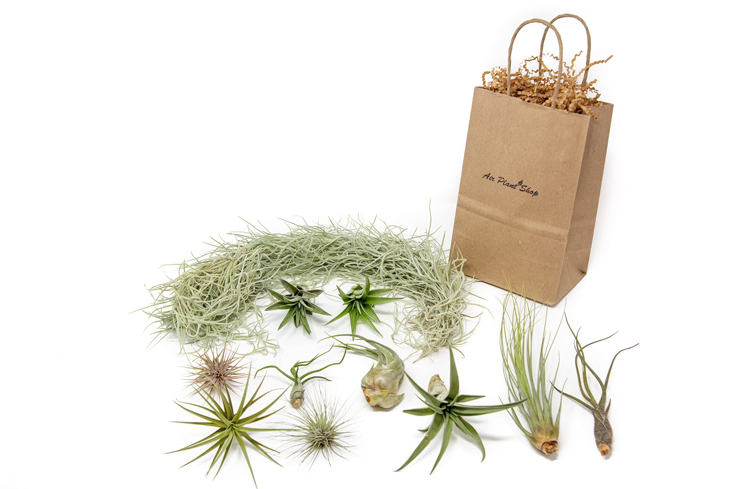 10 Pack Grab Bag Air Plants Gift Wrapped with Spanish Moss - Live Tillandsia - Easy Care House Plant - Succulents - 30 Day Guarantee