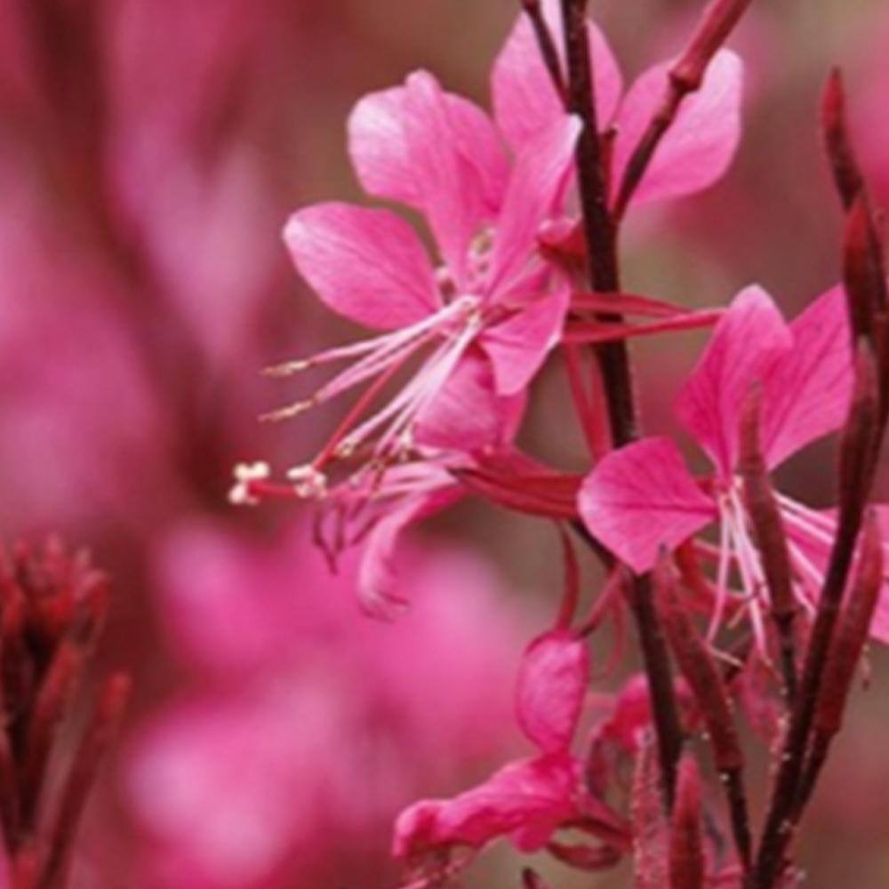 Pure Beauty Farms 6.33 in. 2.5 qt. Gaura Bantam Iris Pink in Grower's Pot (2- Plants) DC1GGURA2