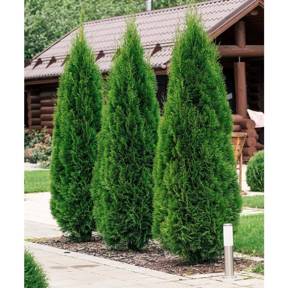 national PLANT NETWORK 2.25 Gal. Arborvitae Emerald Green Shrub HD7135