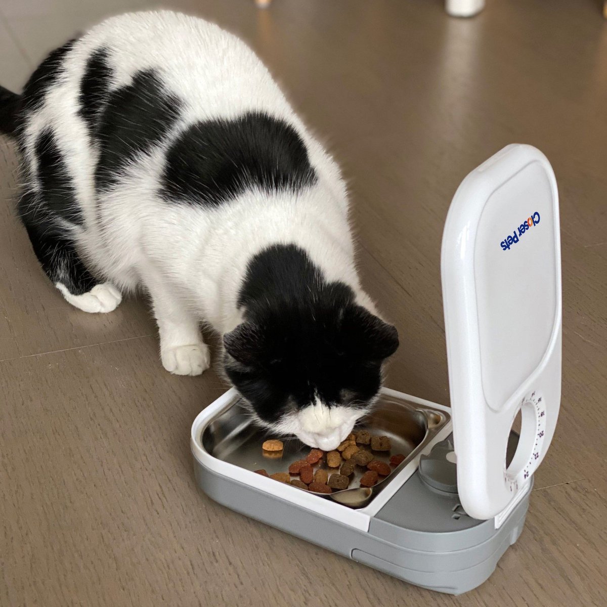 Closer Pets One-Meal Automatic Timed Dog and Cat Feeder