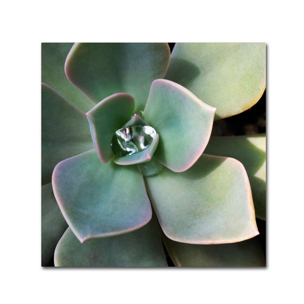 Trademark Fine Art kurt Shaffer x27 succulent Rain Drop x27 Canvas Art