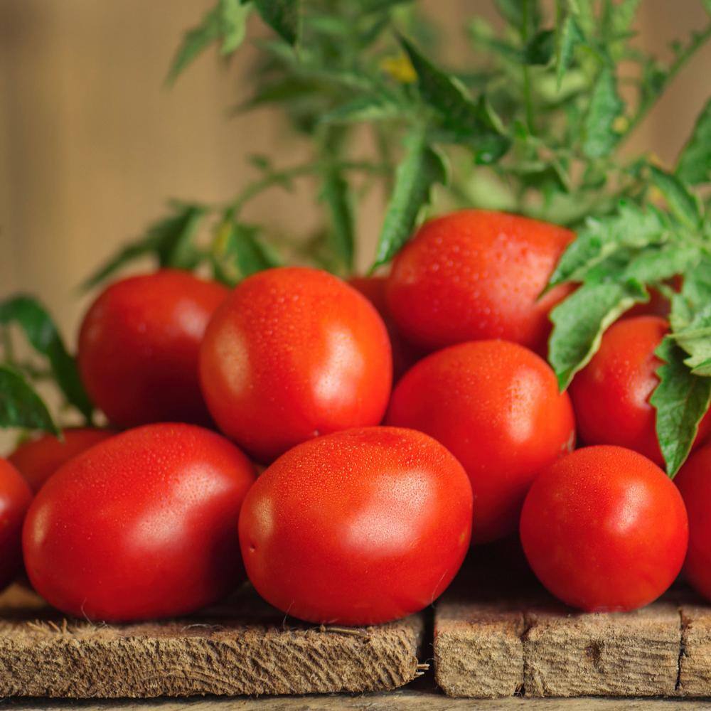 Bonnie Plants 19 oz. Plum Roma Tomato Plant 1003800602
