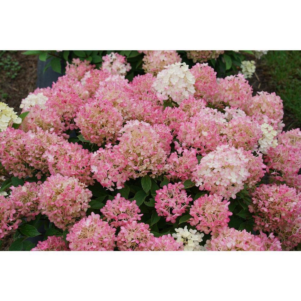 PROVEN WINNERS 4.5 in. Qt. Fire Light 'Tidbit' Hydrangea Live Plant White and Red Flowers HYDPRC1187800