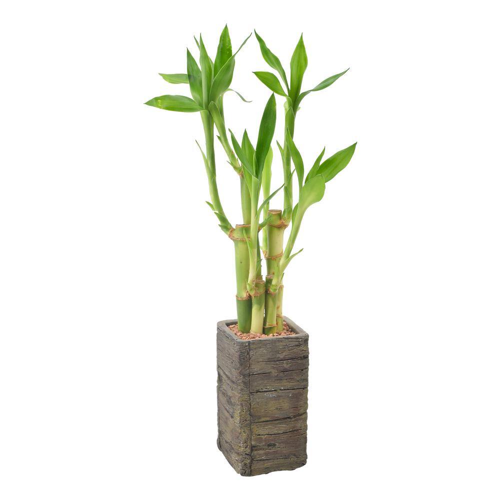 Arcadia Garden Products 2-12 in. 5-Stem Lucky Bamboo Dark Aged Wood Clay Planter LV25