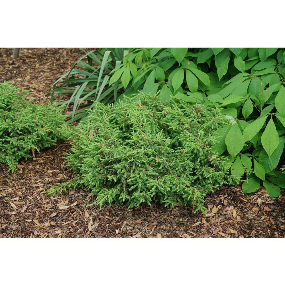 PROVEN WINNERS 1 Gal. Tortuga Juniper (Juniperus) Live Plant Evergreen Foliage JUNPRC1016101