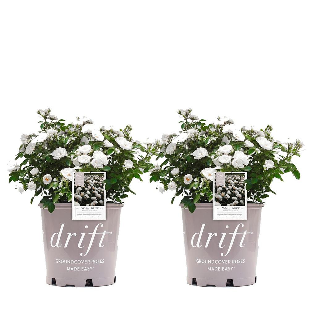 Drift 3 Gal. White Drift Rose Bush with White Flowers (2-Pack) THD00089