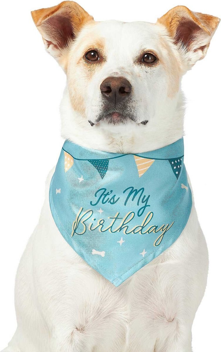 Frisco It's My Birthday Dog and Cat Bandana， Blue