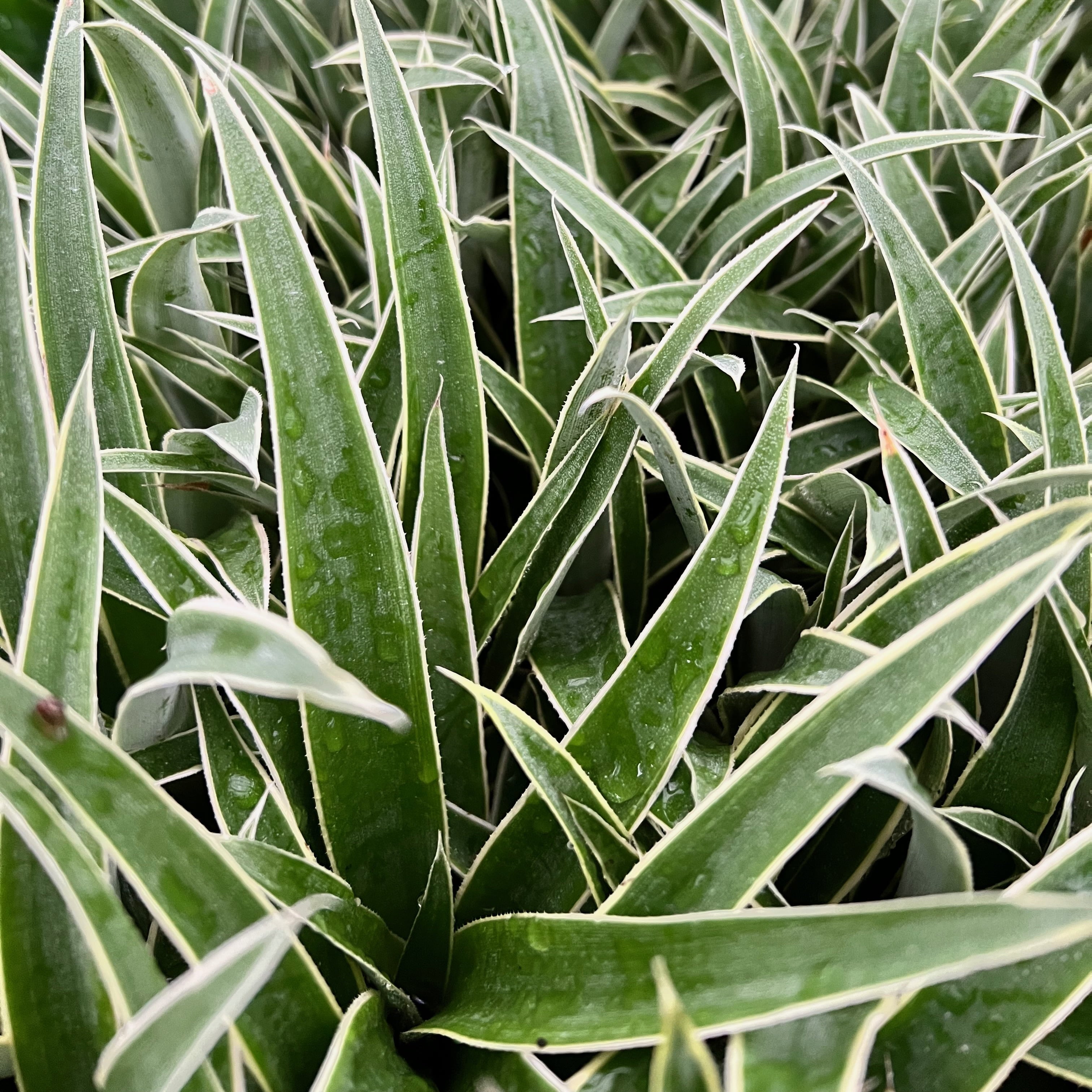 Juicy Pineapple - Ananas comosus - Live Plant