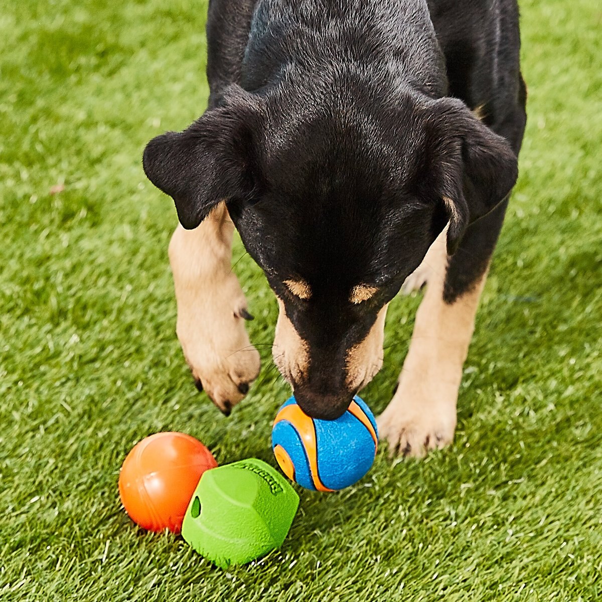 Chuckit! Fetch Ball Medley 2 Triple Pack Ball Dog Toy