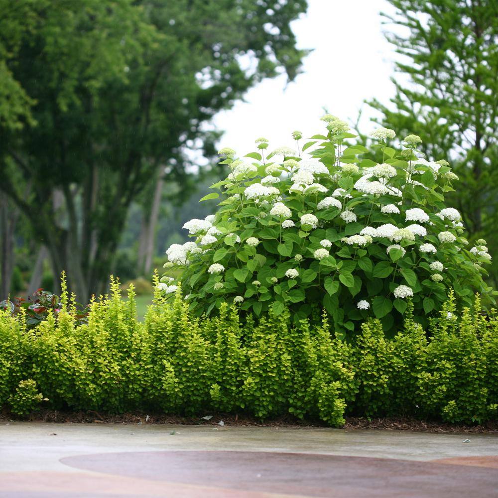 Proven Winners 2 Gal. Sunjoy Gold Pillar Barberry Shrub with Vivid Gold Foliage 14764
