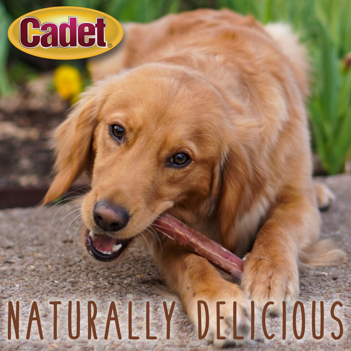 Cadet Real Beef Bully Sticks Dog Treat