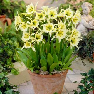 VAN ZYVERDEN Ismene Sulphur Queen Bulbs (Set of 5) 832151