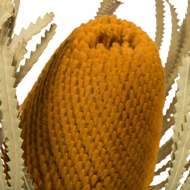 Vickerman Natural Jumbo Banksia Flower With Stem， Dried