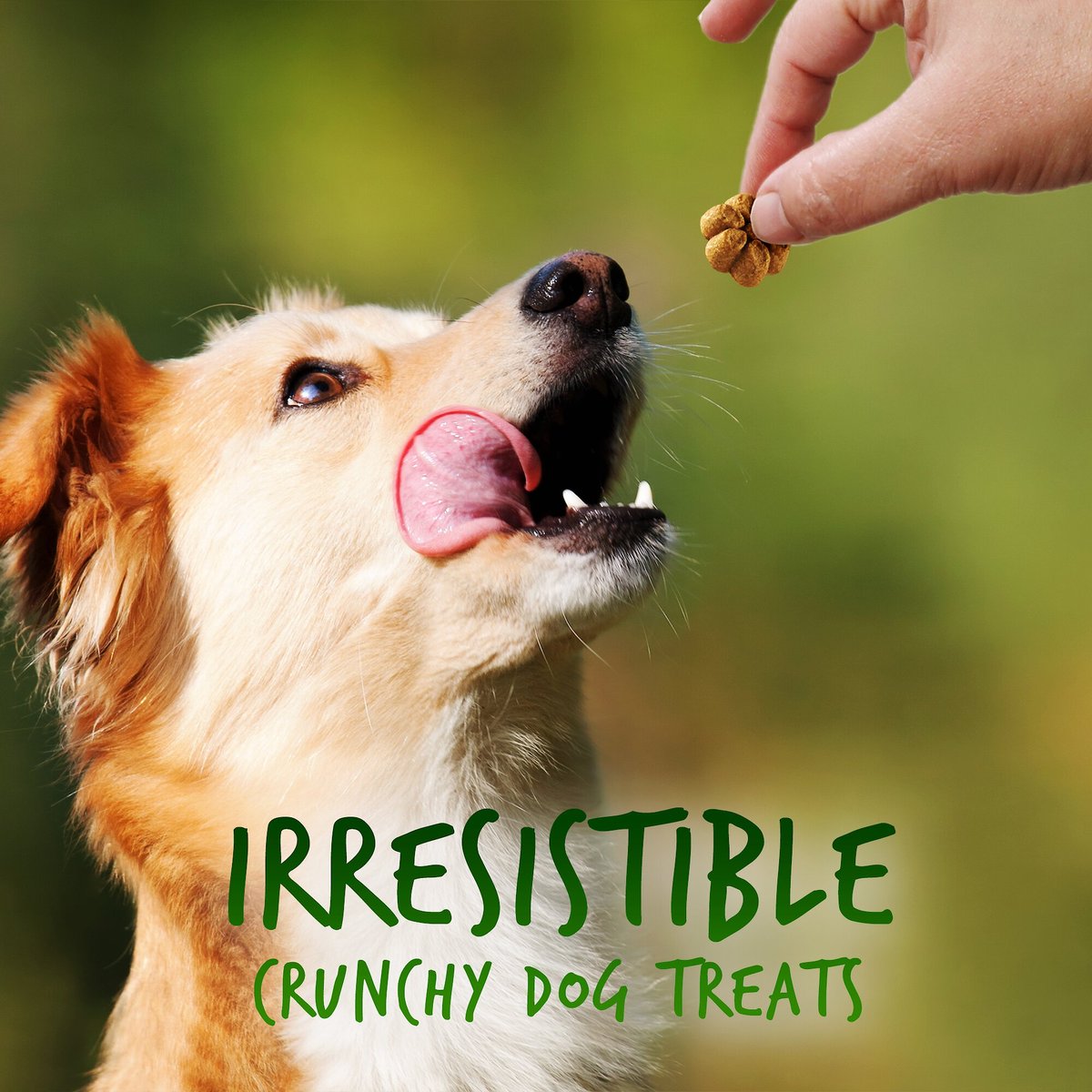 Fruitables Pumpkin and Apple Flavor Crunchy Dog Treats