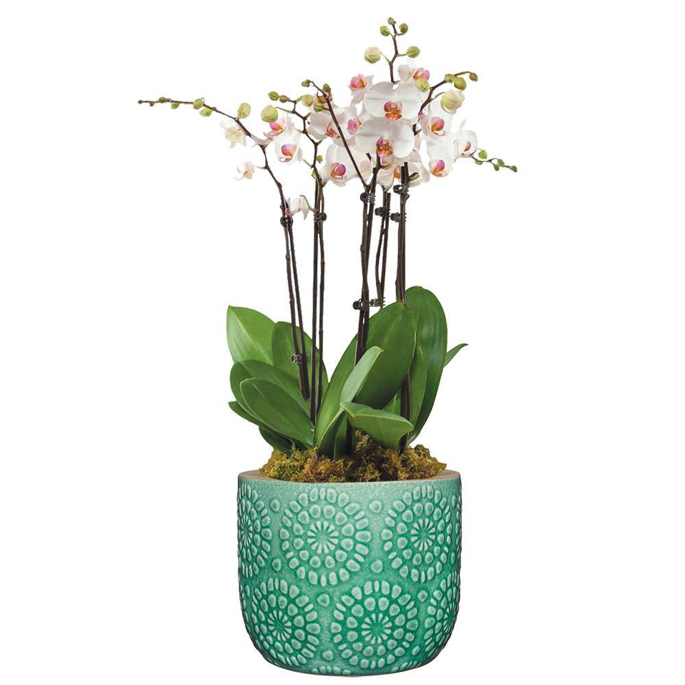 CHG CLASSIC HOME  GARDEN Bellisima 4.5 in. Sea Green Ceramic Planter with Drainage Plug HD1418P-589