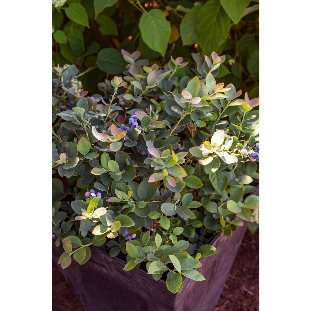 BUSHEL AND BERRY 2 Gal. Bushel and Berry Silver Dollar Blueberry Live Plant with Sweet Pineapple Flavored Berries O891402