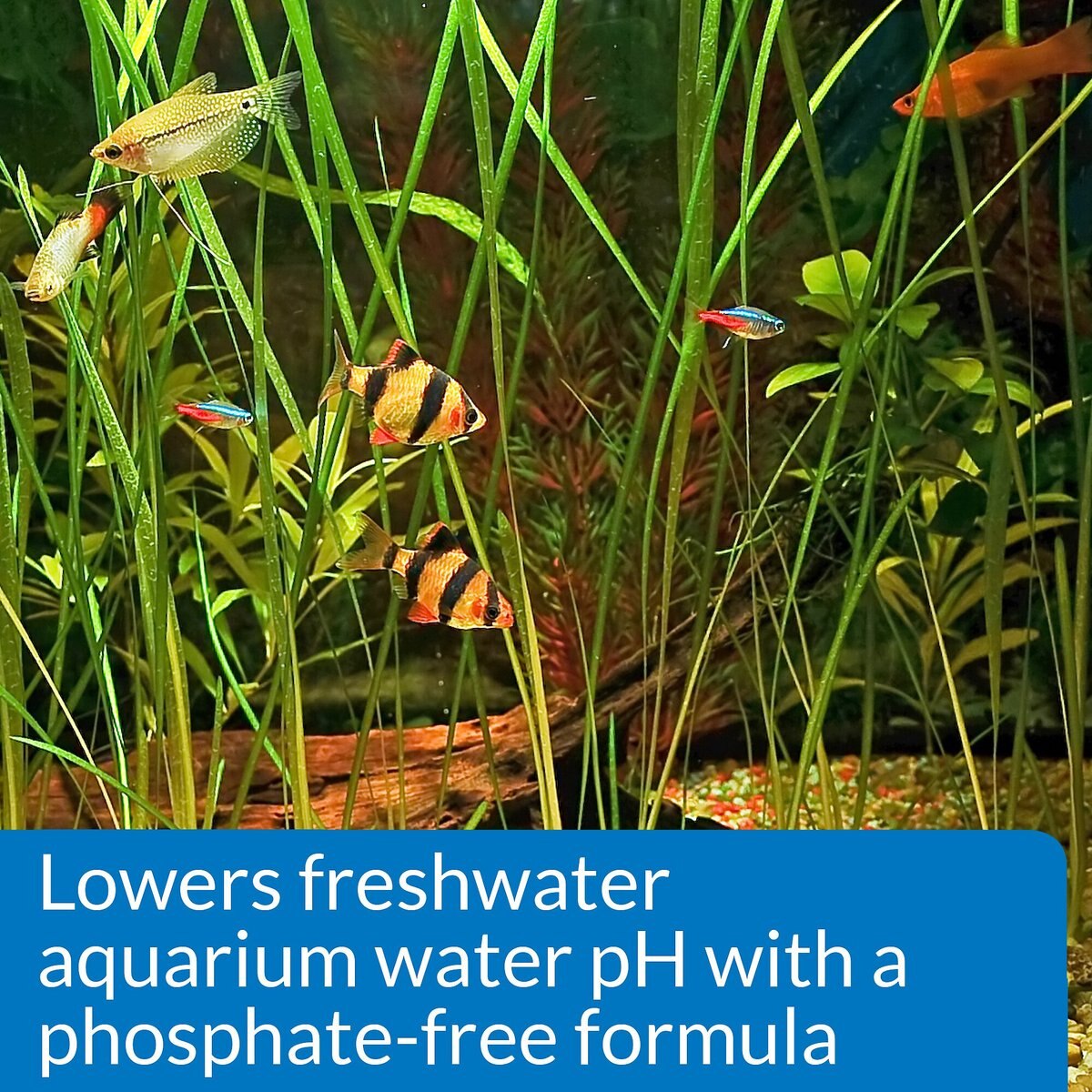 API pH Down Freshwater Aquarium Water Treatment