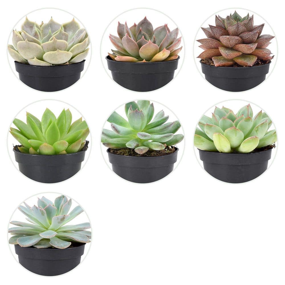 Arcadia Garden Products 2 in. Mini Succulents in Black Grower Pot (28-Pack) LV67