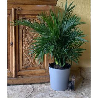 EVERBLOOM GROWERS INC. 10 in. Cat Palm Plant in Deco Pot EBG10CAT