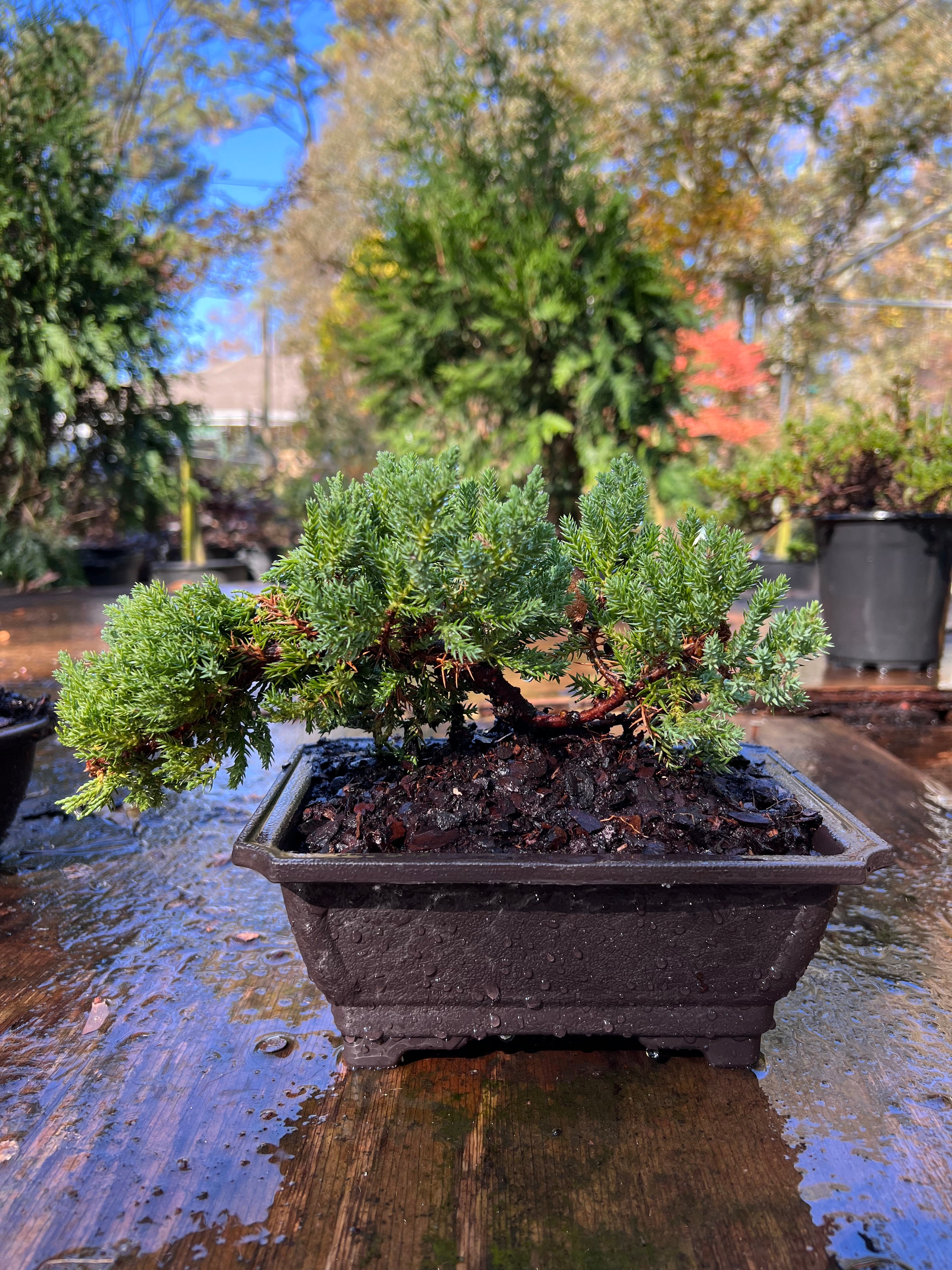 Juniper Bonsai (Live) - Very Cold Hardy, Live & Exotic