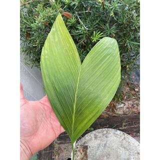 Wekiva Foliage Ernest August's Palm - Live Plant in an 4 Inch Growers Pot - Chamaedorea Ernesti Augusti - Rare Ornamental Palm ErnestAugustsPalm4