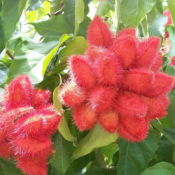 Annatto, Bixa orellana, Shendri, Sindur (Orange Color) - Plant