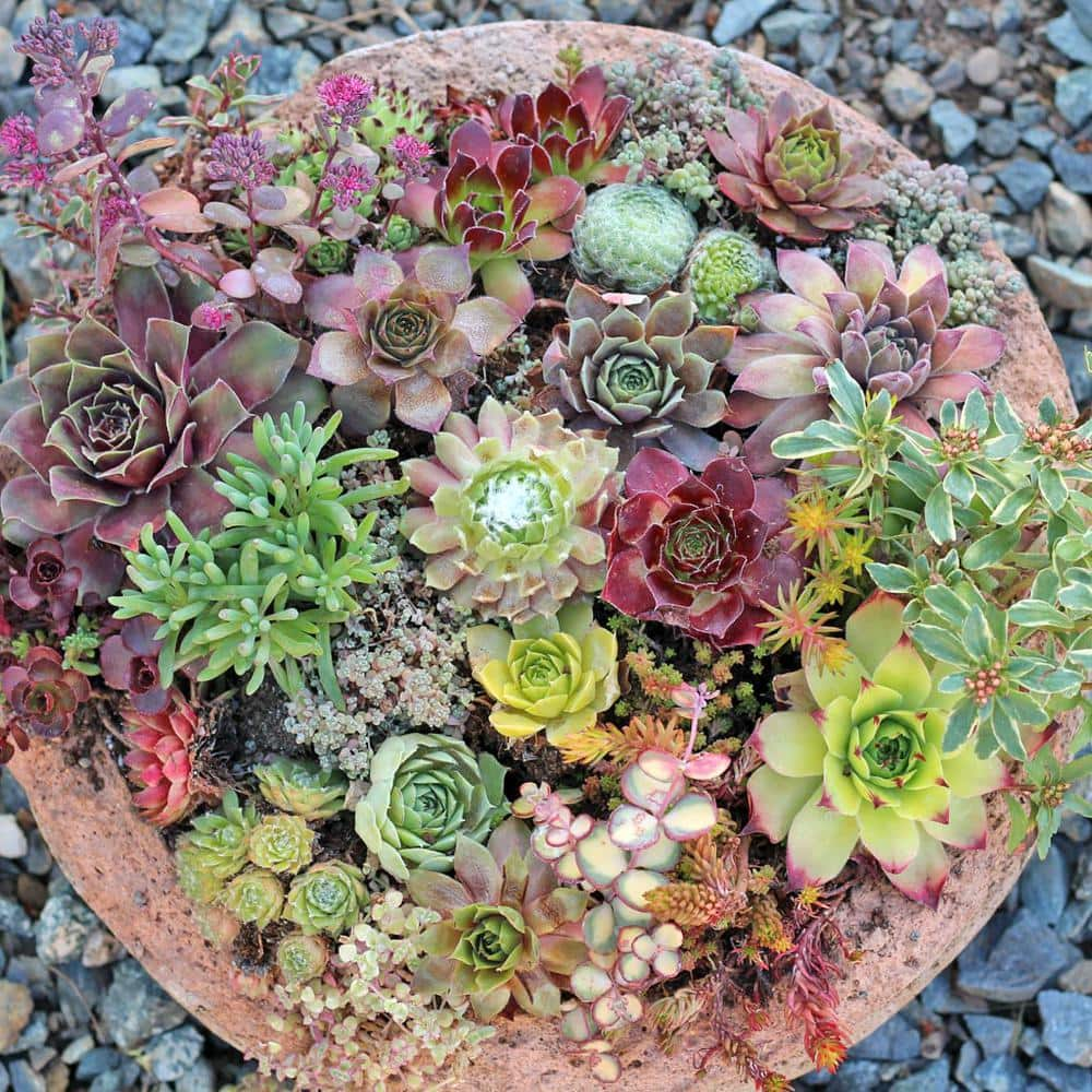 1.0 QT. Perennial Assorted Sempervivum Succulent (Hens and Chicks) (4-Pack) 1042