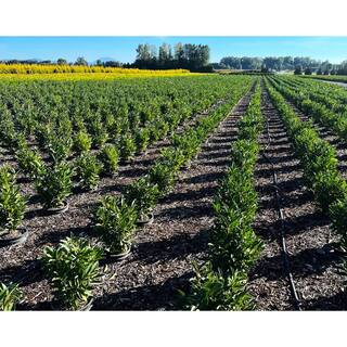 2.25 Gal. Schip Laurel Evergreen Shrub Prunus l. 'Schipkaensis' with Green Foliage and Fragrant White Flowers (1 each) O621703