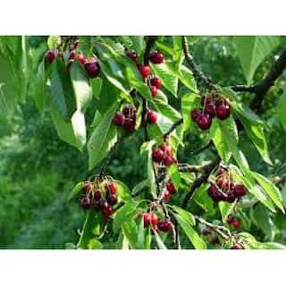 Online Orchards Dwarf Bing Cherry Tree Bare Root FTCH002