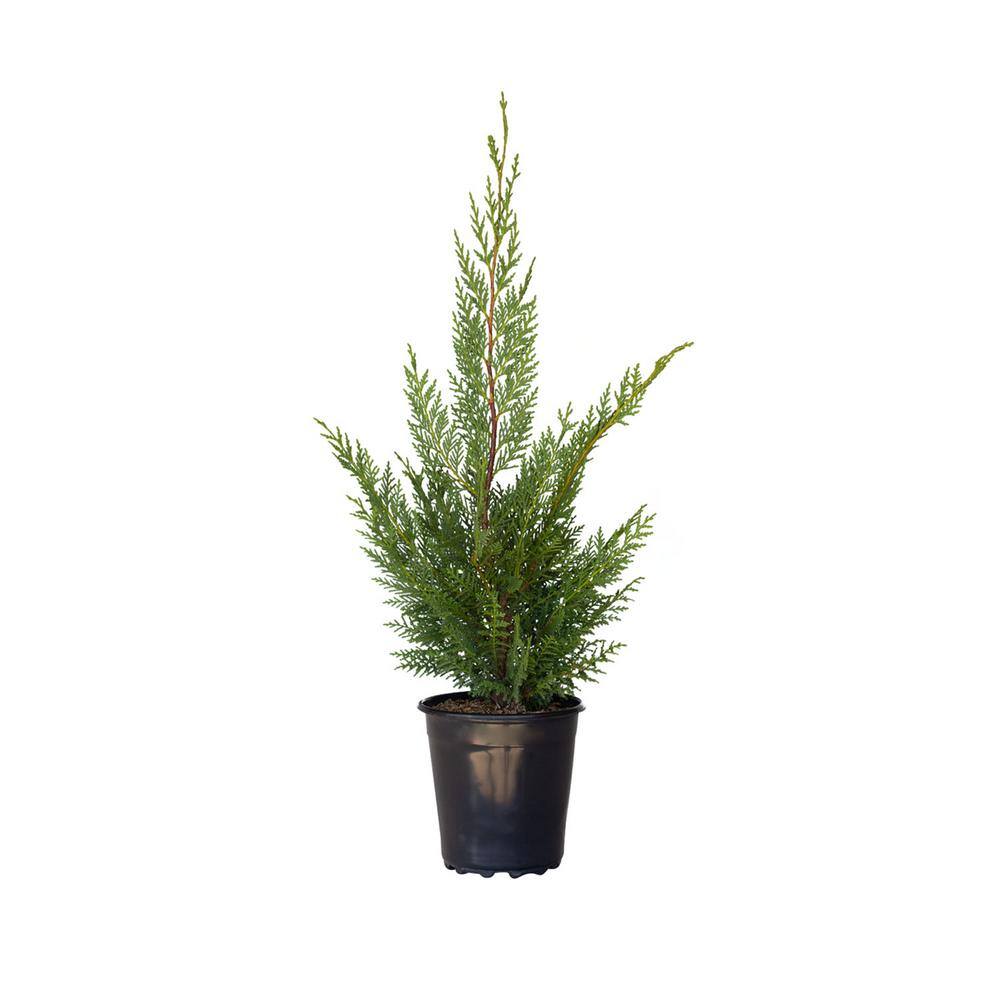 FLOWERWOOD 2.5 Qt. Leyland Cypress Live Evergreen Tree Rich Green Foliage 1237Q