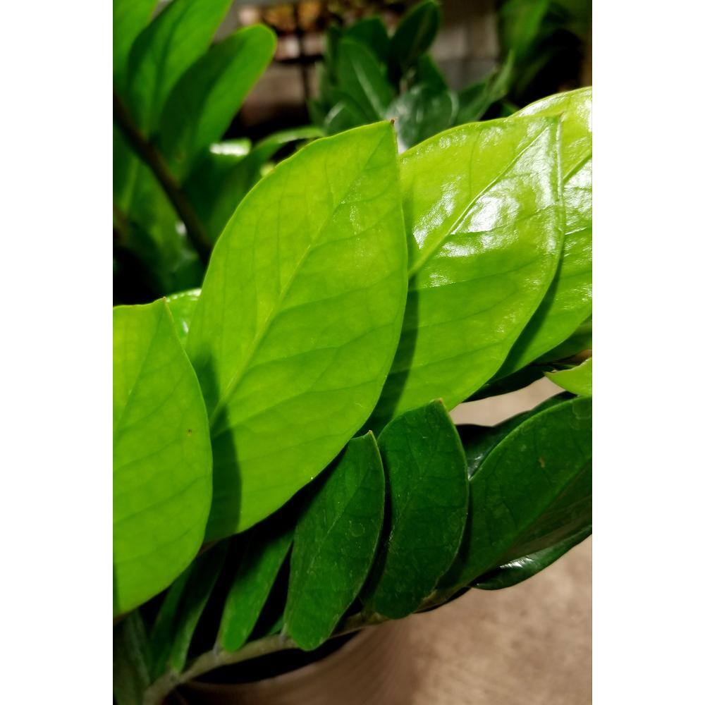 BELL NURSERY 2 Gal. ZZ Plant (Zamioculcas Zamiifolia) Live Indoor House Plant in 10 in. Nursery Pot ZPLAN10GRE1PK