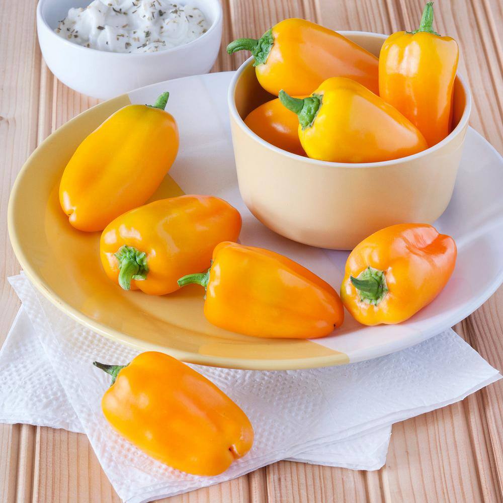 Bonnie Plants 19 oz. Orange Snack Size Pepper Plant 2112