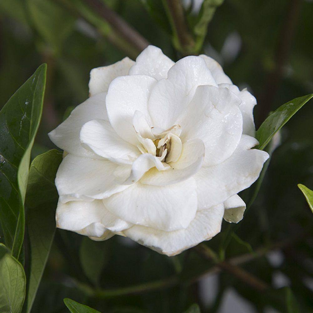 FLOWERWOOD 2.5 Qt. August Beauty Gardenia Shrub with Fragrant White Flowers 2097Q