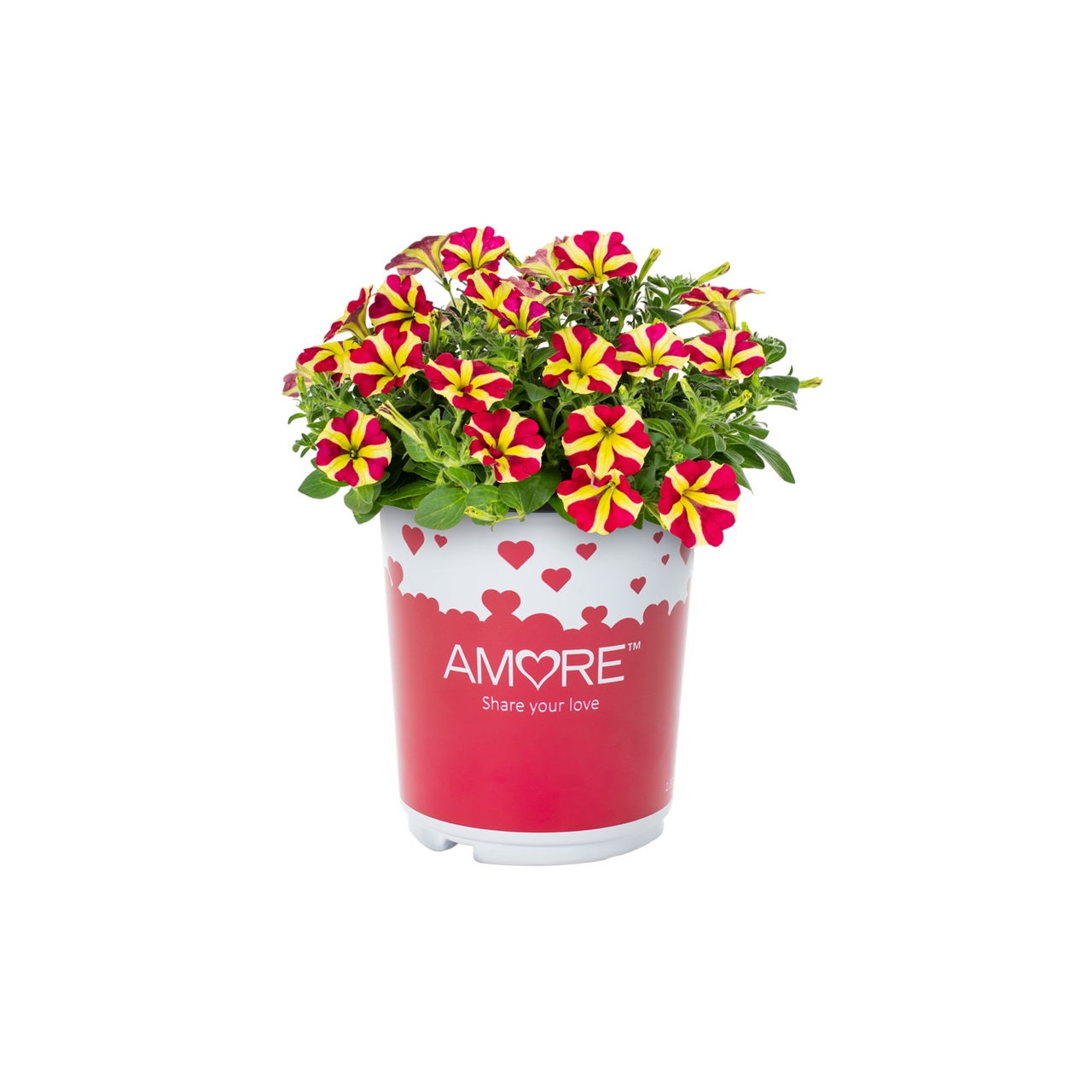 Amore Queen of Hearts 2.5QT Red Yellow Petunia Live Plants Grower Pot (3 Count)