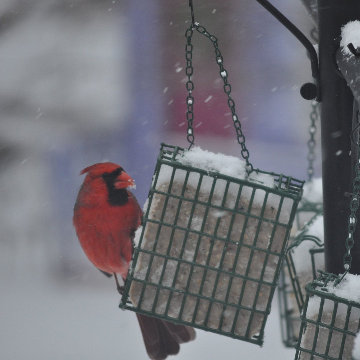 CandS Woodpecker Treat Suet Wild Bird Food