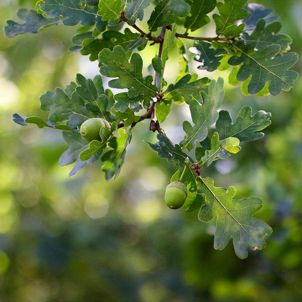 national PLANT NETWORK 2.25 Gal. Deciduous Nutall Oak Tree HD7086