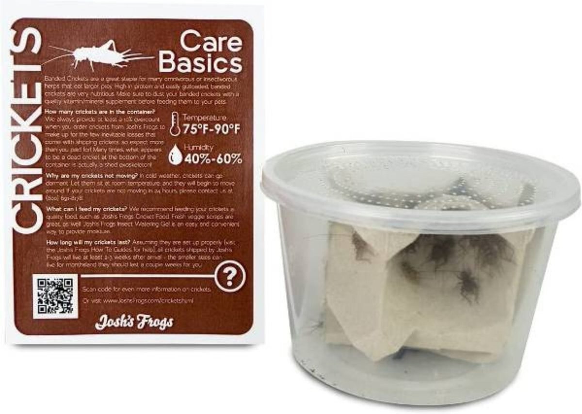 Josh's Frogs Juvenile Fat Tail Gecko Feeder Bundle