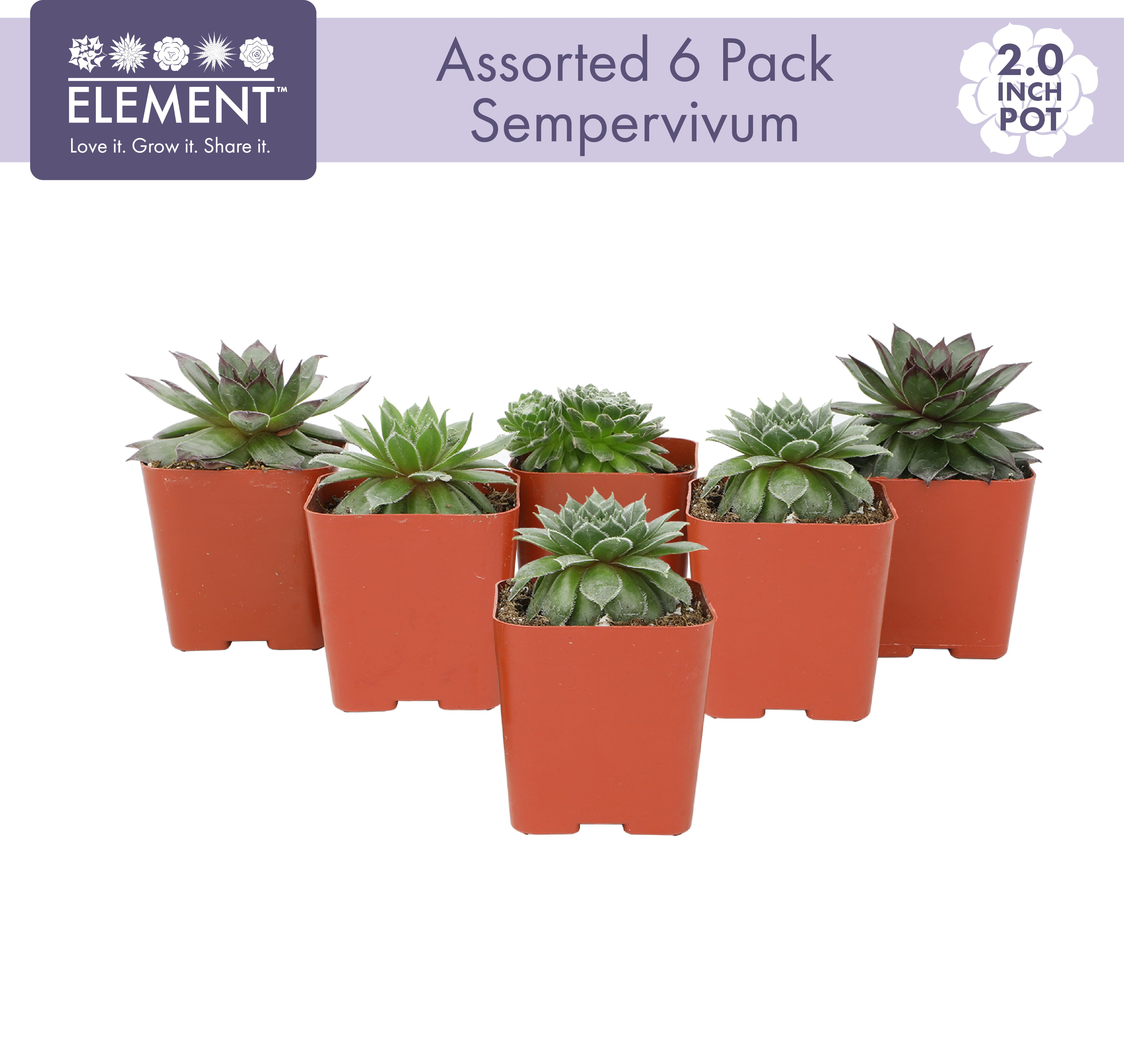 Element by Altman Plants 6 Pack of 2IN Asst Sempervivum